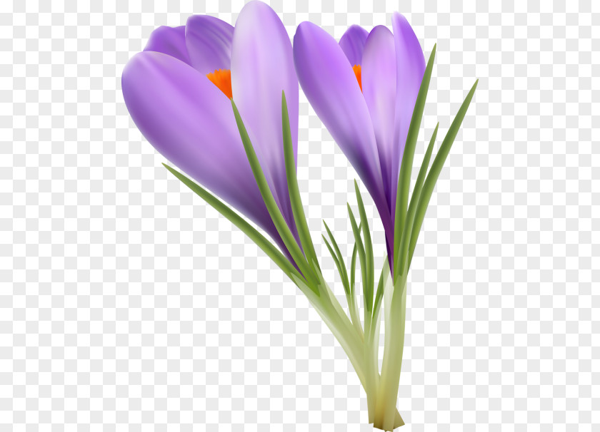 Crocus Saffron Qaen PNG