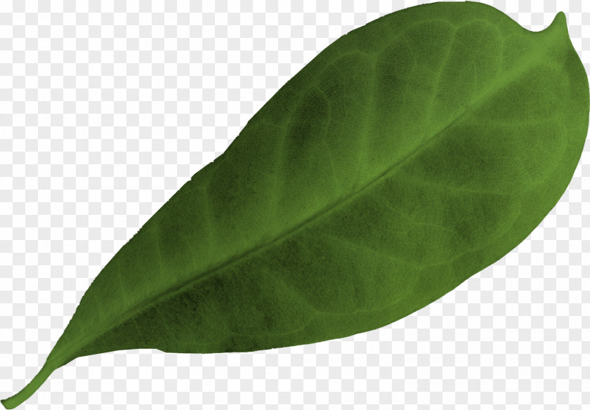 Green Leaves. Leaf PNG