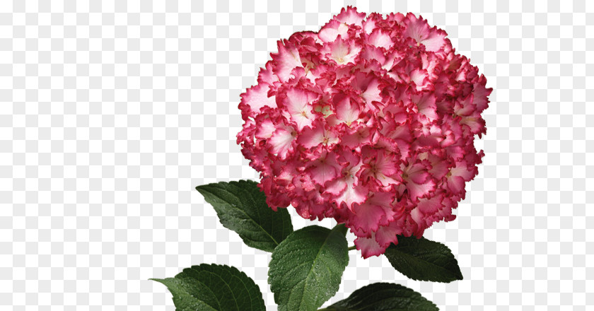 Hydrangea Bush Pink M Petal Shrub Family PNG