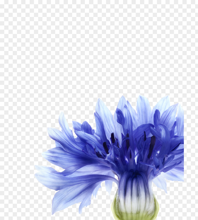 Paeonia Lactiflora Cornflower Blue Watercolor Painting PNG