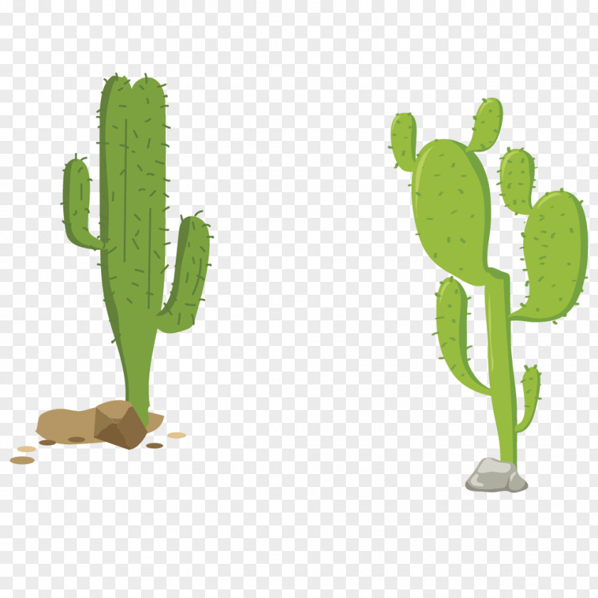 Vector Cactus Euclidean Spear Icon PNG