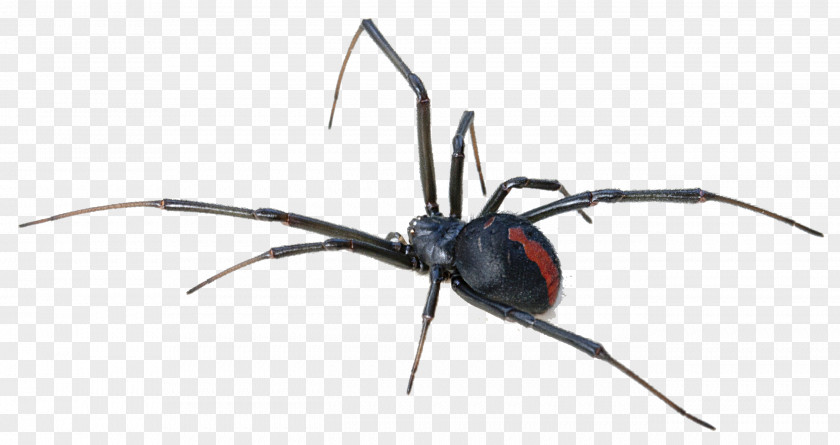 Black Widow Spider Transparent Background Australia Redback Bite Venom PNG