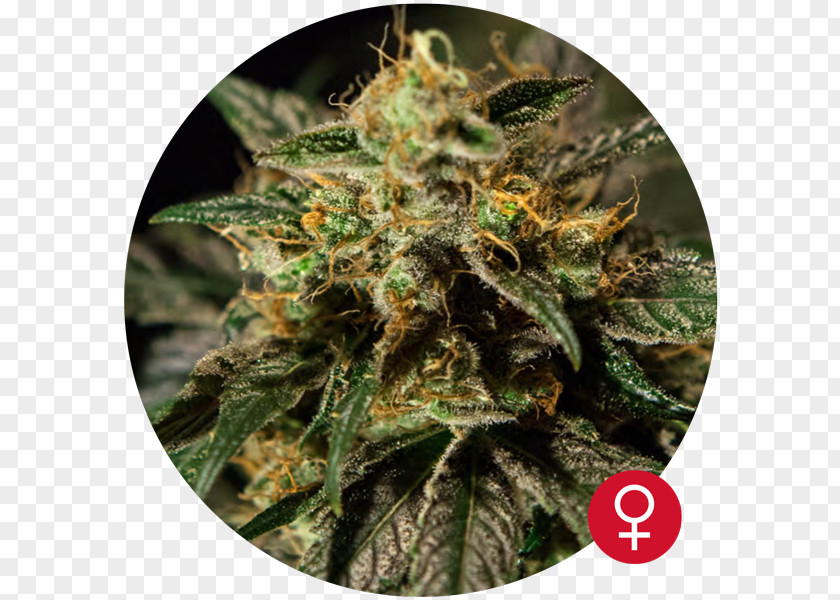 Cannabis Autoflowering Kush Seed Bank PNG