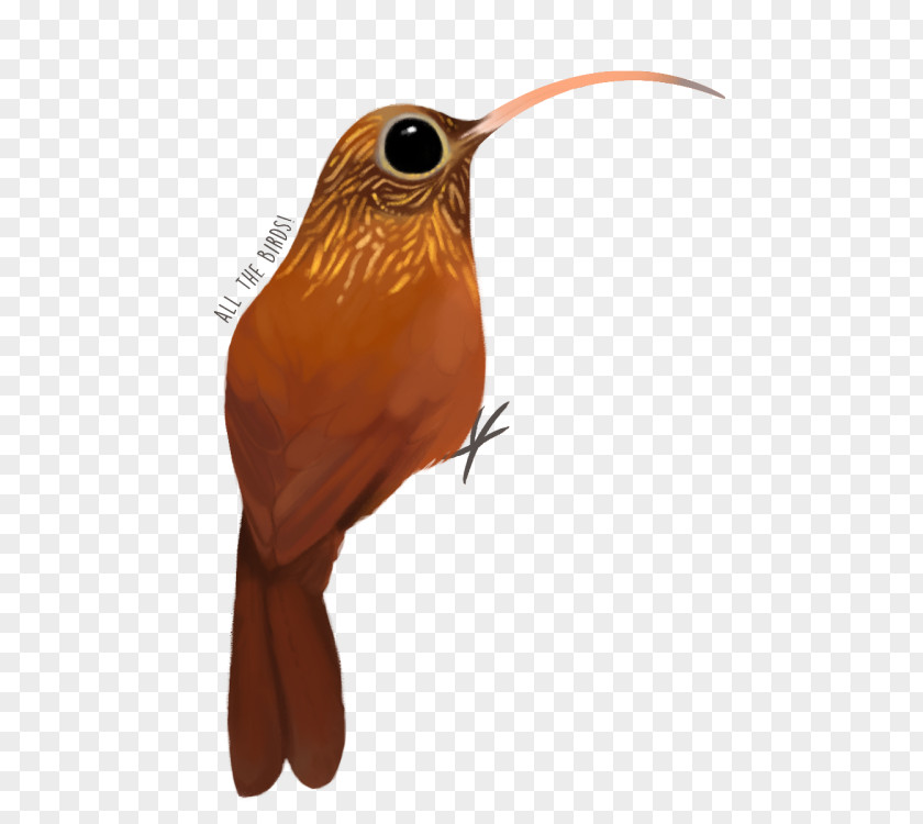 Feather Fauna Hummingbird M Beak PNG