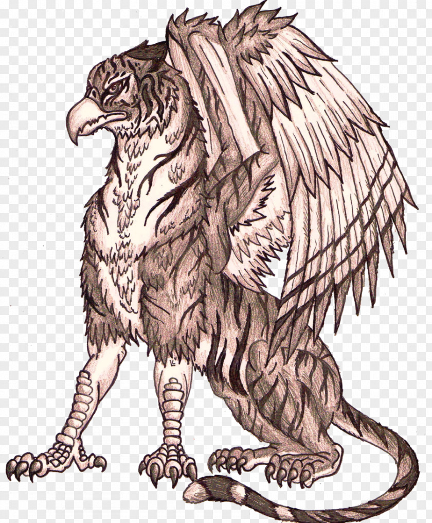 Griffin Tiger Drawing Eagle Lion PNG