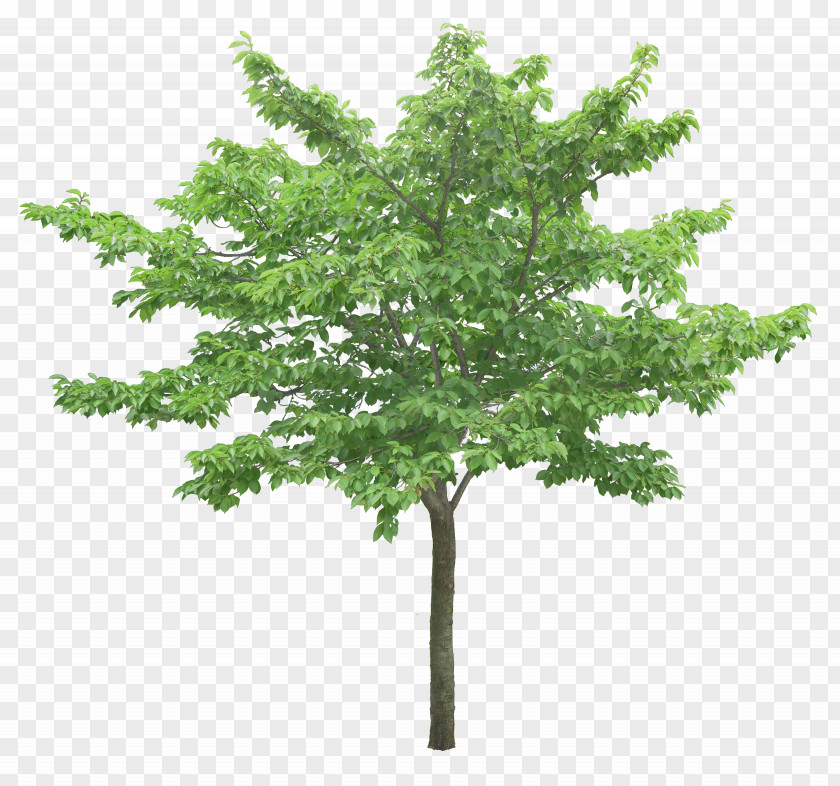 Luxuriant Trees Tree Ginkgo Biloba PNG