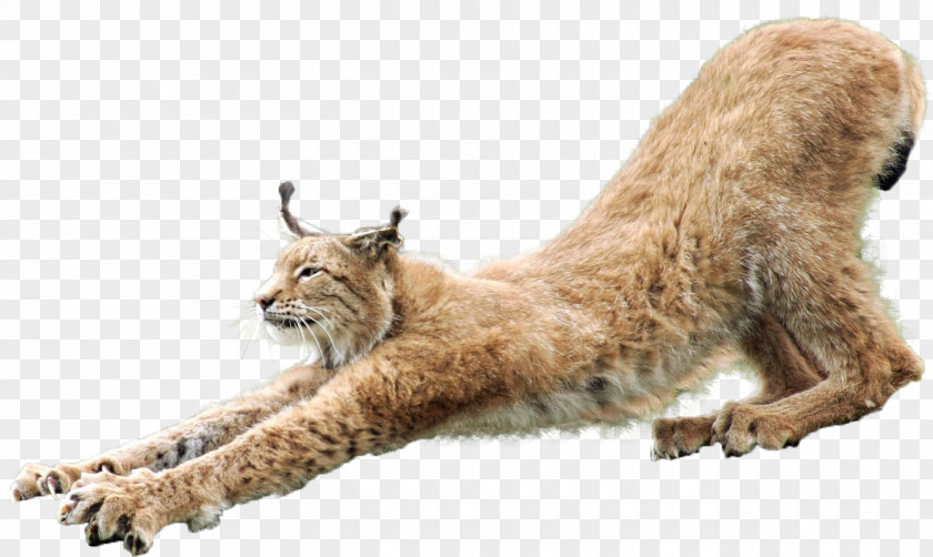 Lynx Eurasian Cat PNG
