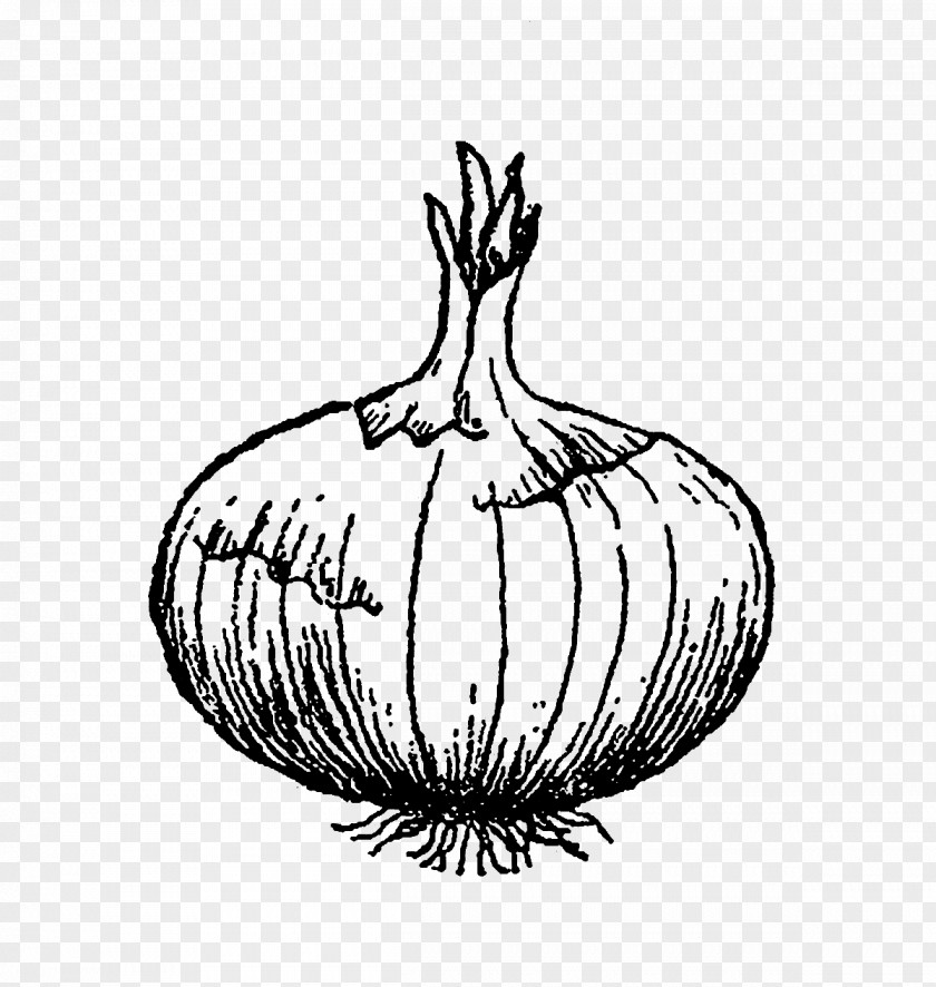 Onion Line Art Drawing Vegetable Clip PNG