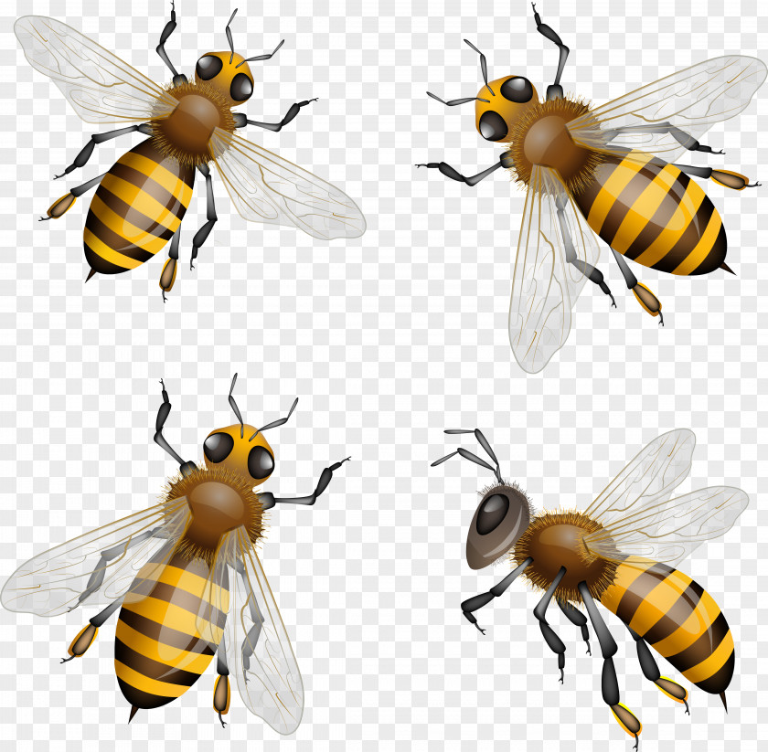 Bee Western Honey Clip Art Royalty-free Bumblebee PNG