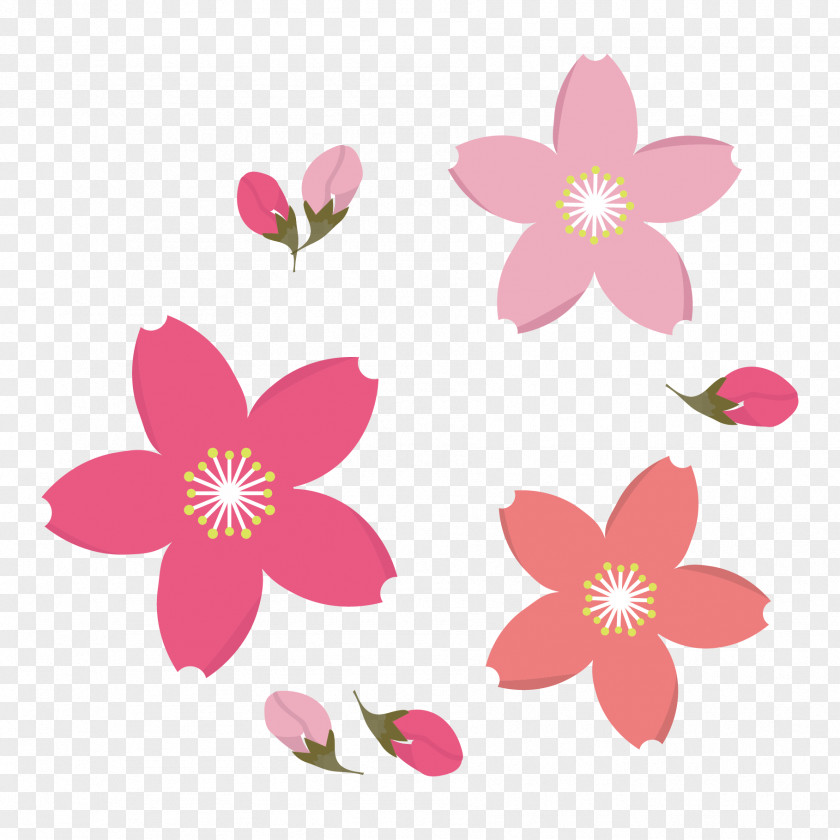 Cherry Blossoms Frangipani Drawing Clip Art PNG
