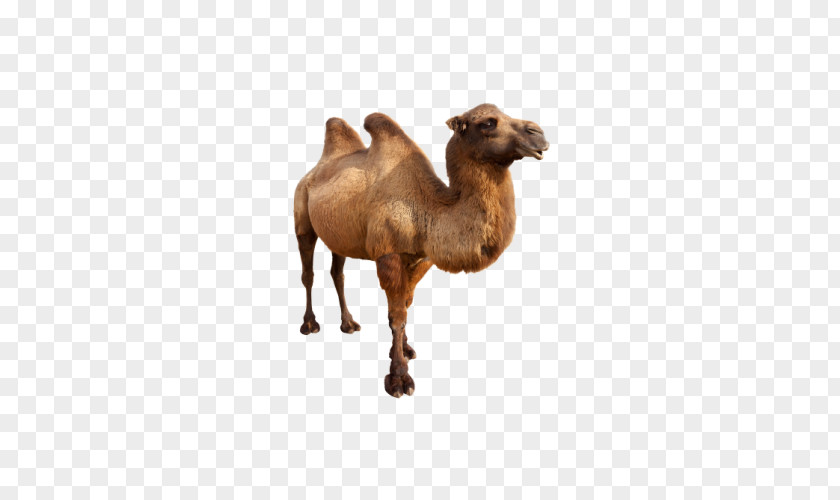 Male Camel Bimodal Bactrian Dromedary Stock Photography Royalty-free PNG