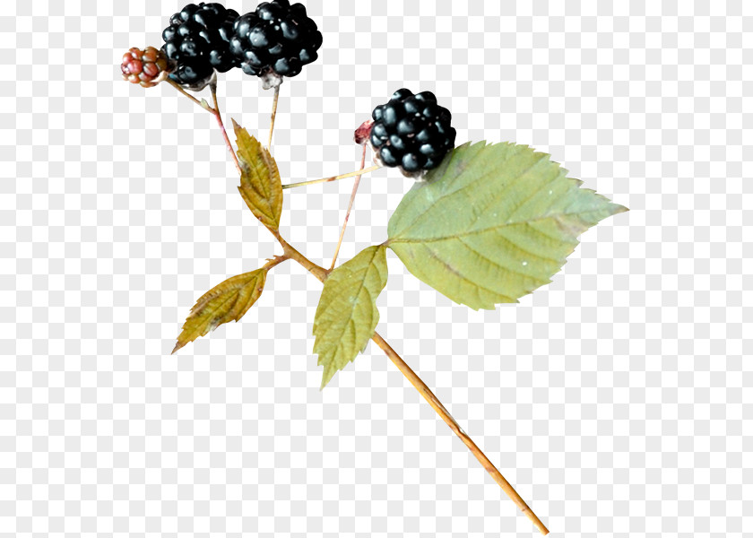 Blackberry Bramble BlackBerry Leaf PNG