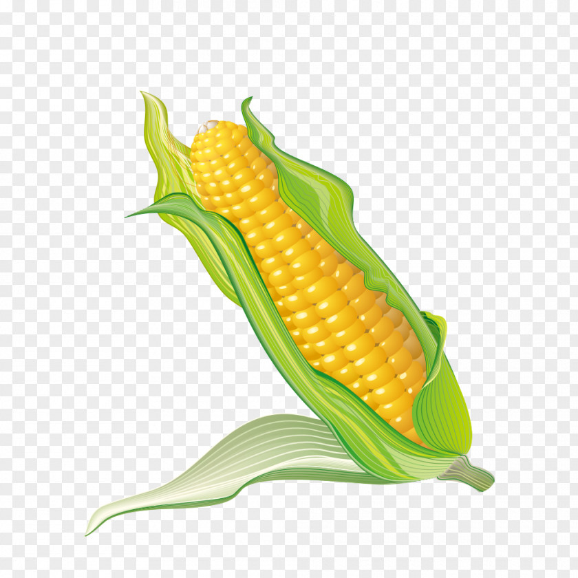 Corn On The Cob Popcorn Maize PNG