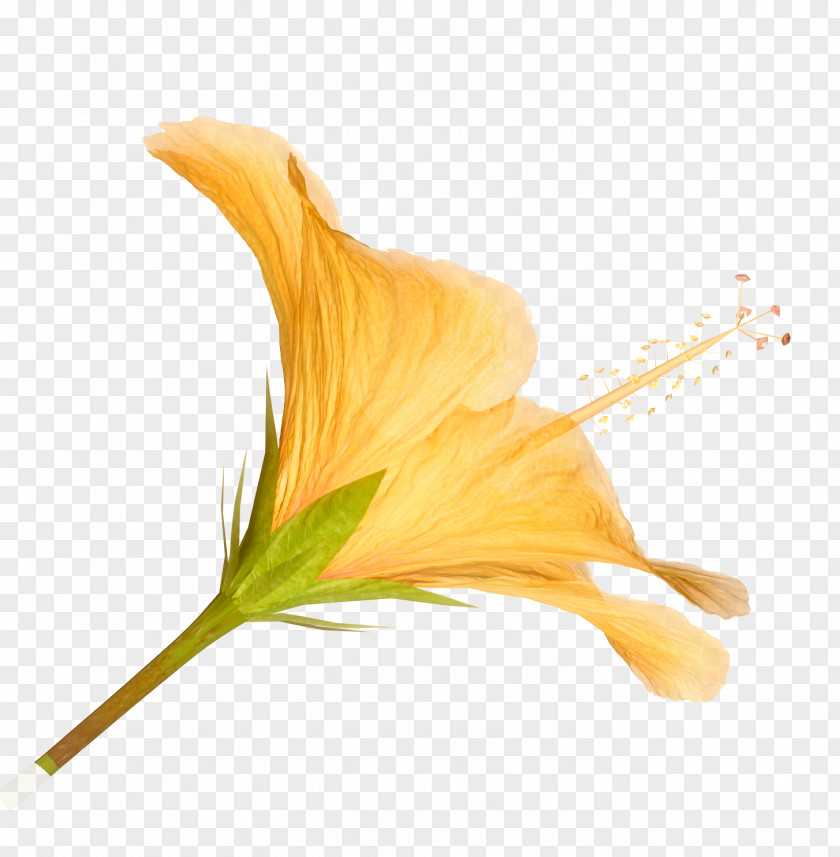 Flawer Wildflower Clip Art PNG