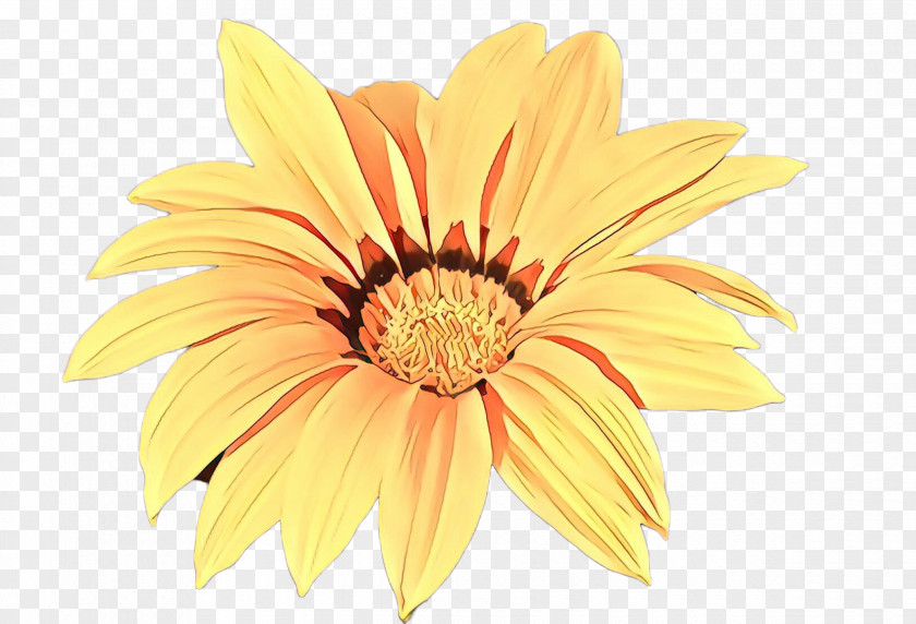 Gerbera Petal Flower Yellow Barberton Daisy PNG