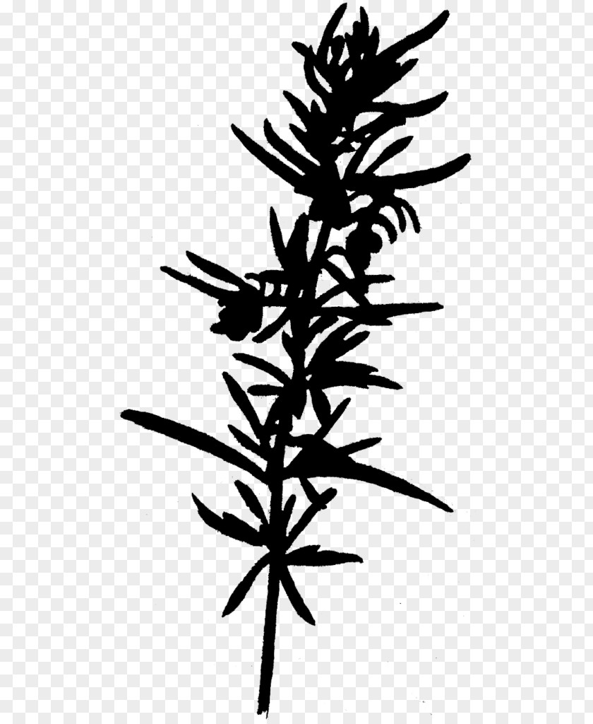 Plant Stem Leaf Flower Font Silhouette PNG