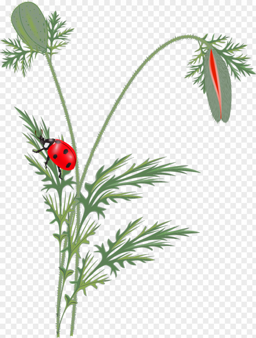 Poppy Flower Ladybird Clip Art PNG