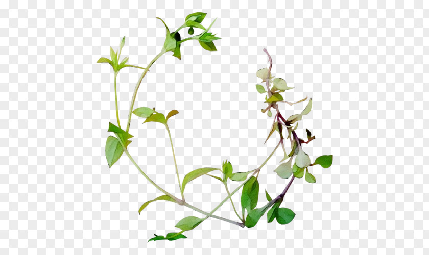 Stitchwort Honeysuckle Flower Plant Flowering Leaf Stem PNG