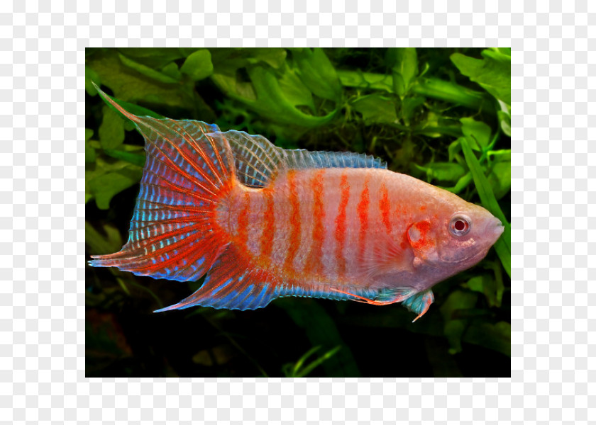 Fish Siamese Fighting Dwarf Gourami Paradise Goldfish PNG