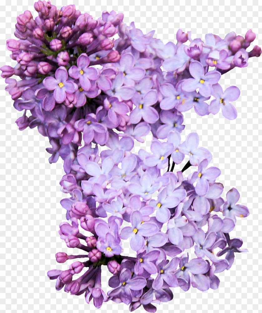 Lilac Photography Download PNG