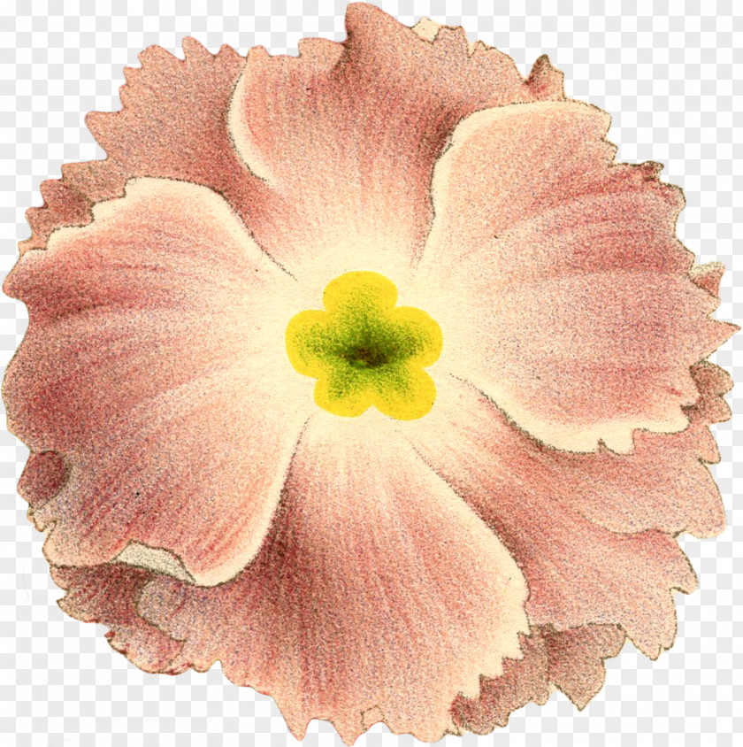 Pink Fairy New Year's Eve Cut Flowers Floristry PNG