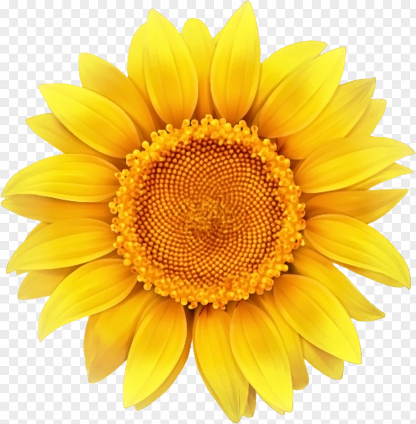 Sunflower PNG