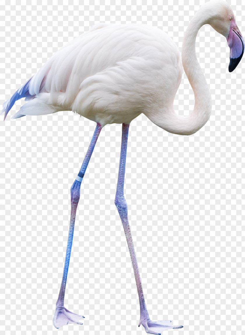 White Crane Bird PNG