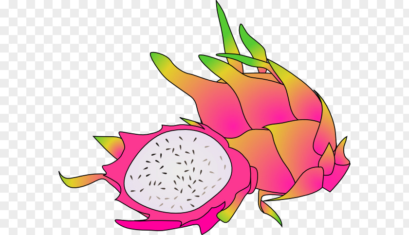 Dragon Fruit Pitaya Clip Art PNG