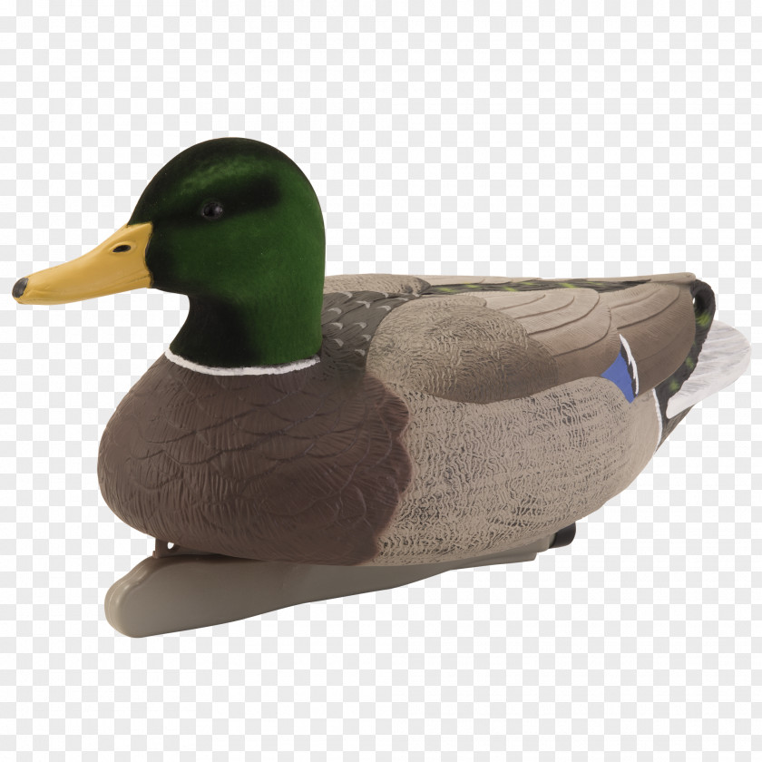 Duck Mallard Teal PNG