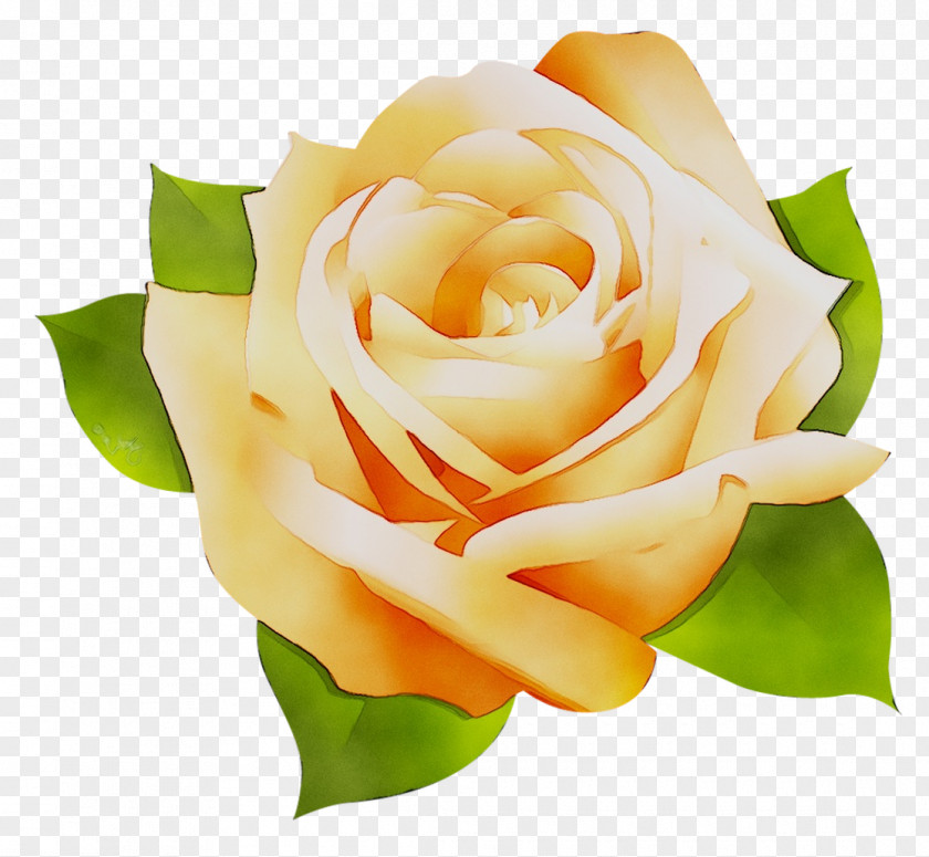 Garden Roses Cabbage Rose Floribunda Microsoft Office Cut Flowers PNG