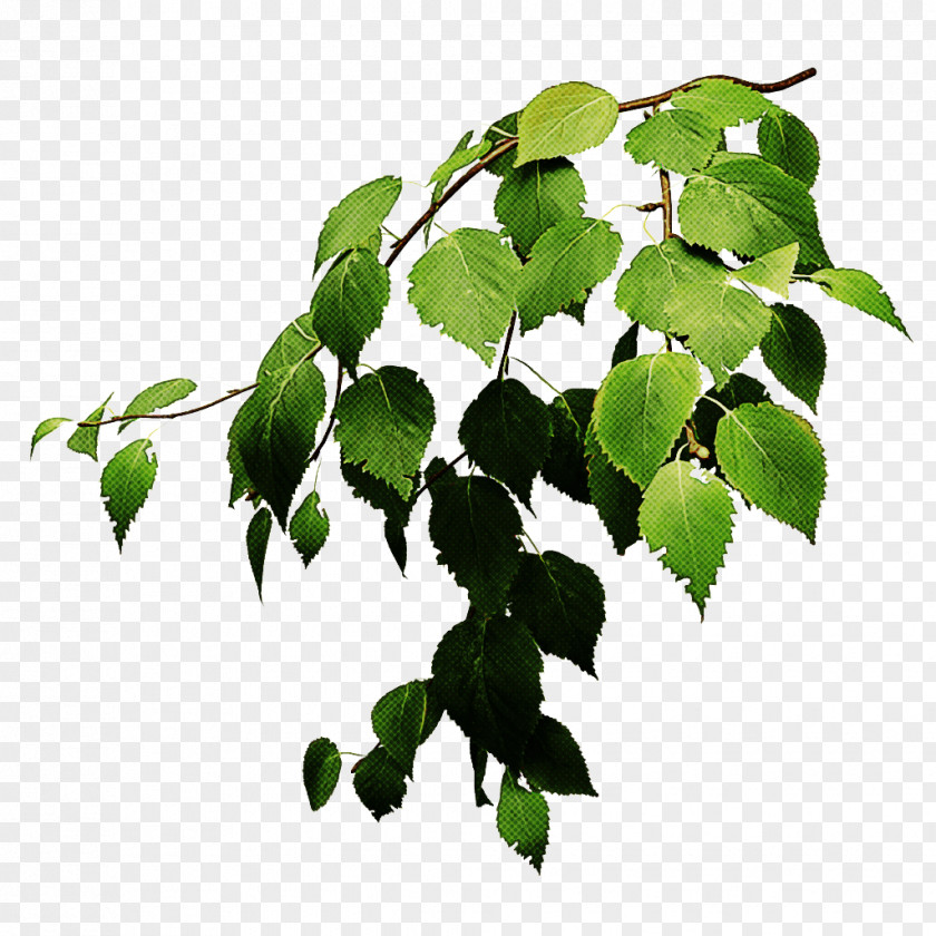 Houseplant Twig Ivy PNG