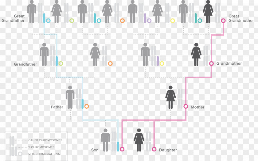 Human Y-chromosome DNA Haplogroup Y Chromosome Mitochondrial Genographic Project PNG