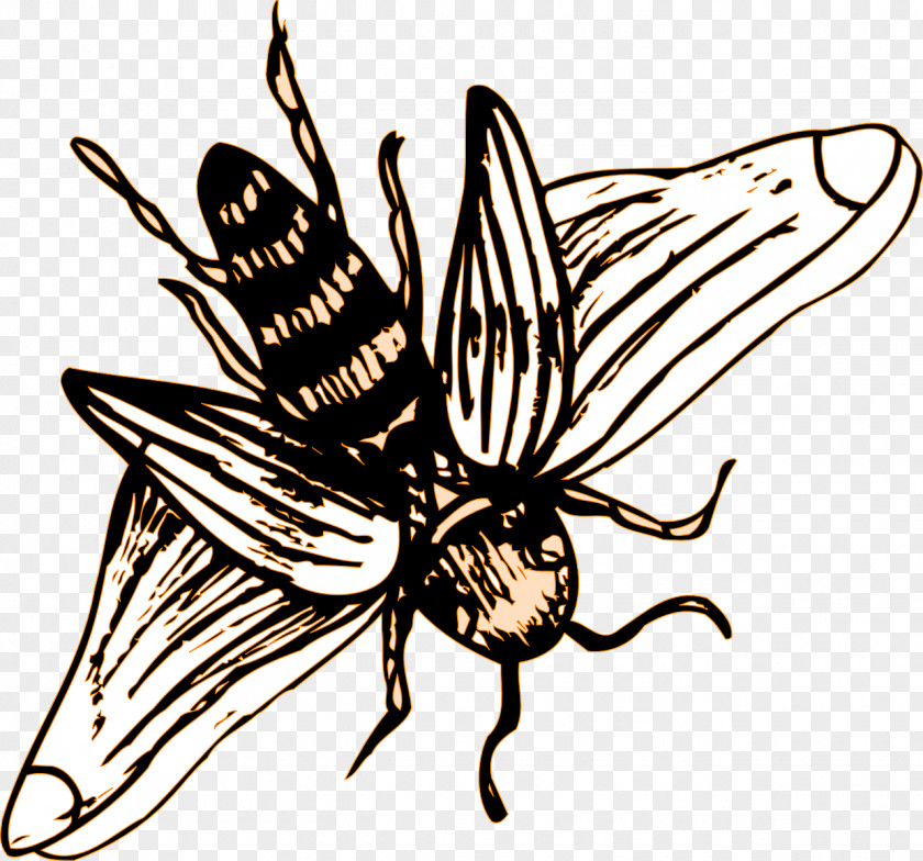 Insect Western Honey Bee Clip Art PNG