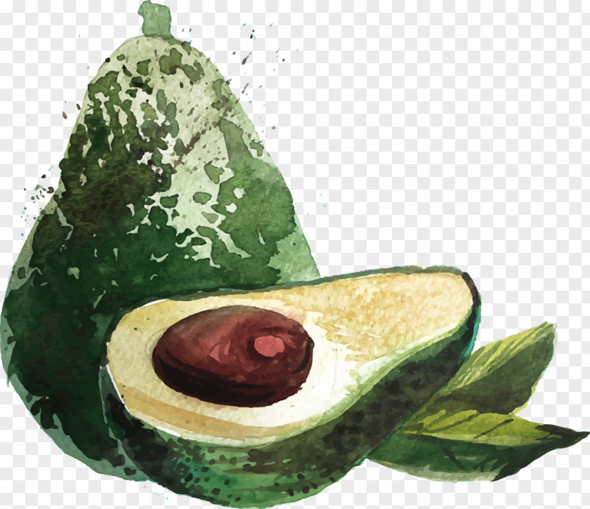 Vector Painted Avocado Hamburger Euclidean Food PNG