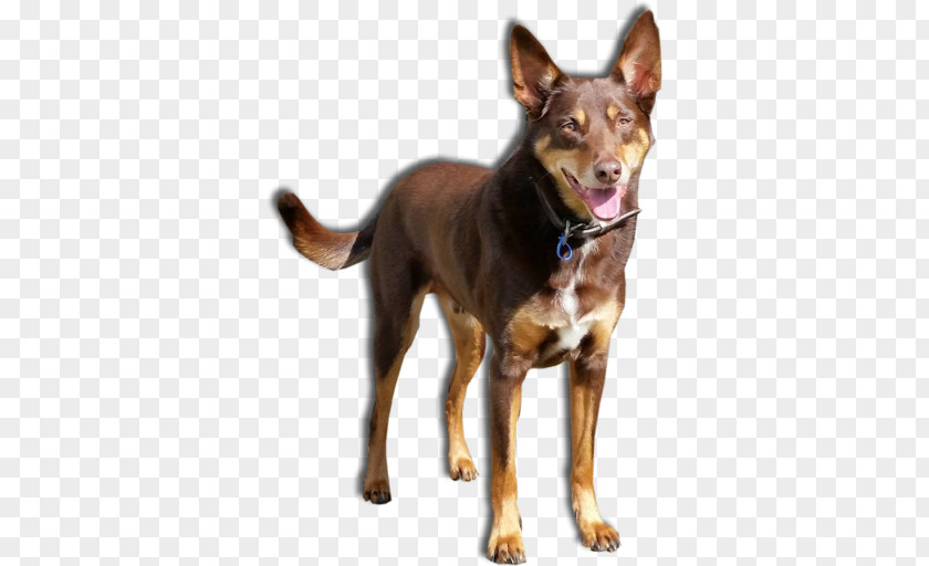 Animal Hotel Ormskirk Terrier Australian Kelpie Jack's K9 Place Boarding Kennels And Cattery Cattle Dog PNG