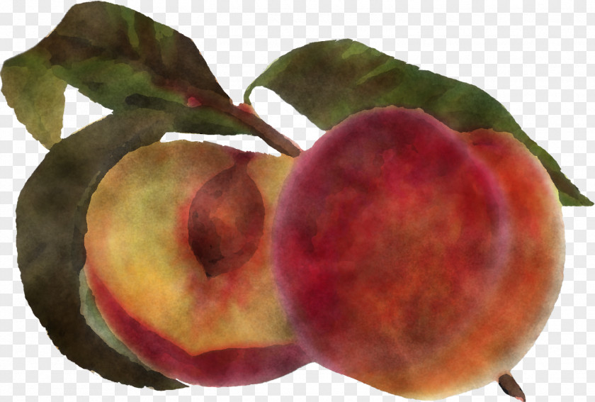 European Plum Fruit Peach Plant Food PNG