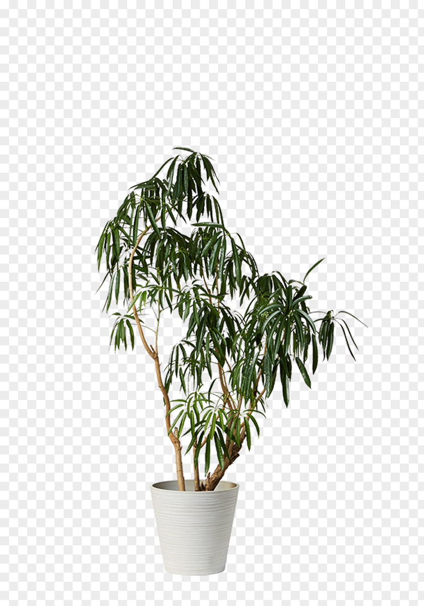 Plant Houseplant Dwarf Umbrella Tree Flowerpot PNG