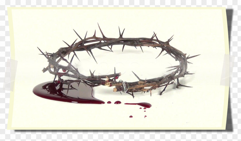 Spine Crown Of Thorns Thorns, Spines, And Prickles YouTube Blood PNG