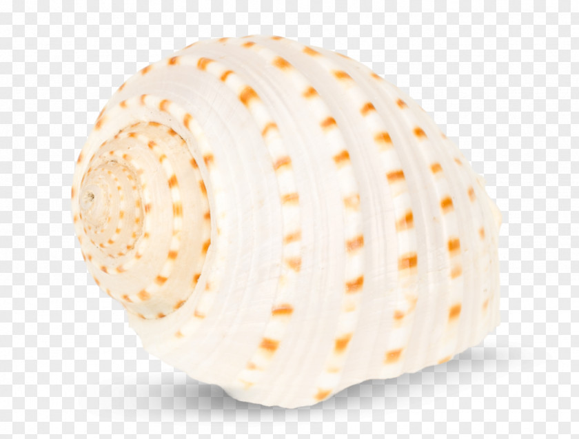 Tonna Tessellata Dolium Gastropod Shell Gastropods Cypraea Tigris PNG