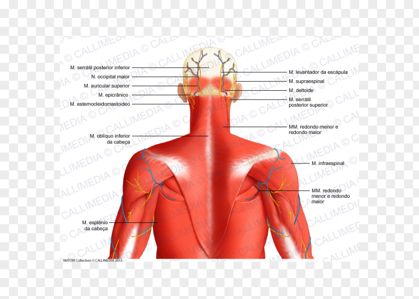 Top View Head And Neck Anatomy Posterior Triangle Of The Auricular Artery Muscle PNG