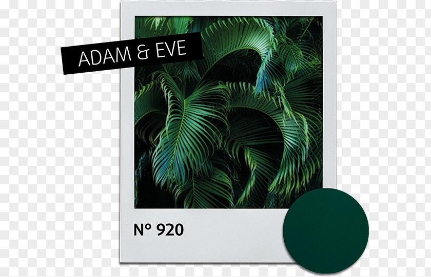 Adam Eve Leaf Alessandro Striplac Nail Polish Green Fototapeta PNG