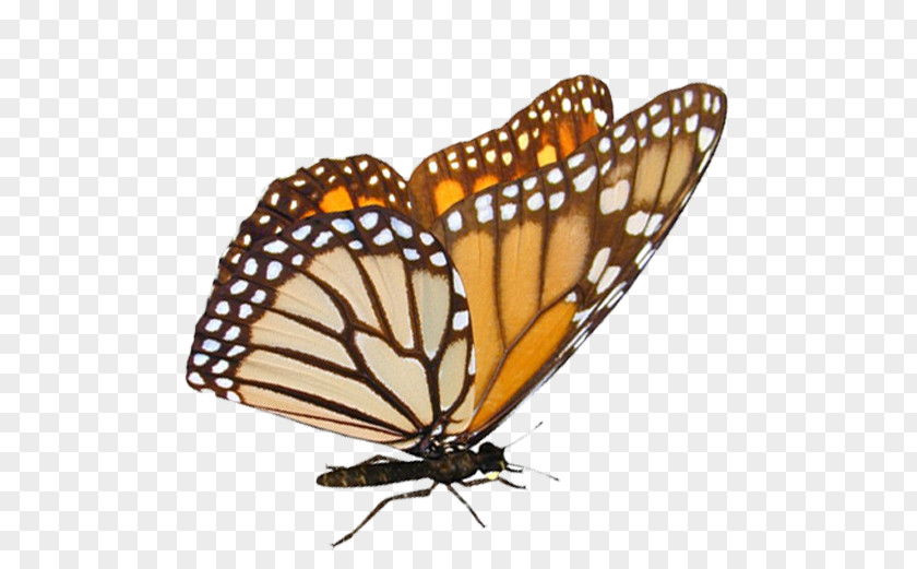 Butterfly Monarch Pieridae Nymphalidae Image Editing PNG