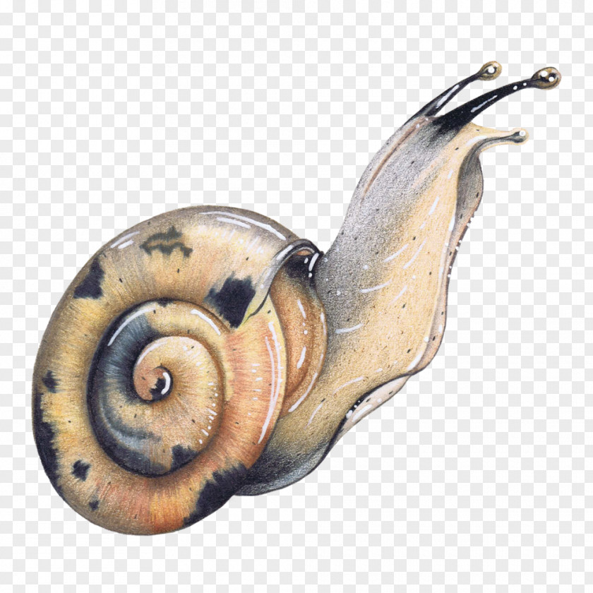 Chambered Nautilus Ammonoidea Watercolor Animal PNG