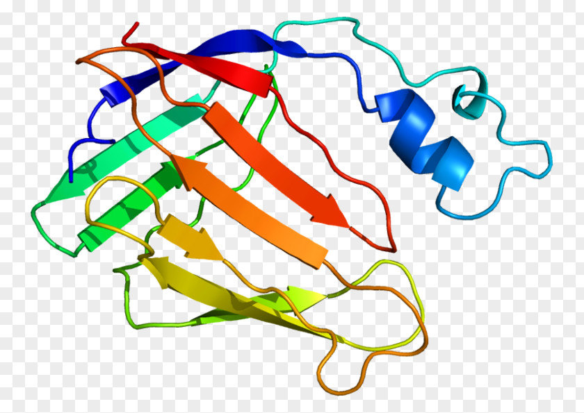 CRABP2 Gene Cell Retinoic Acid Binding PNG