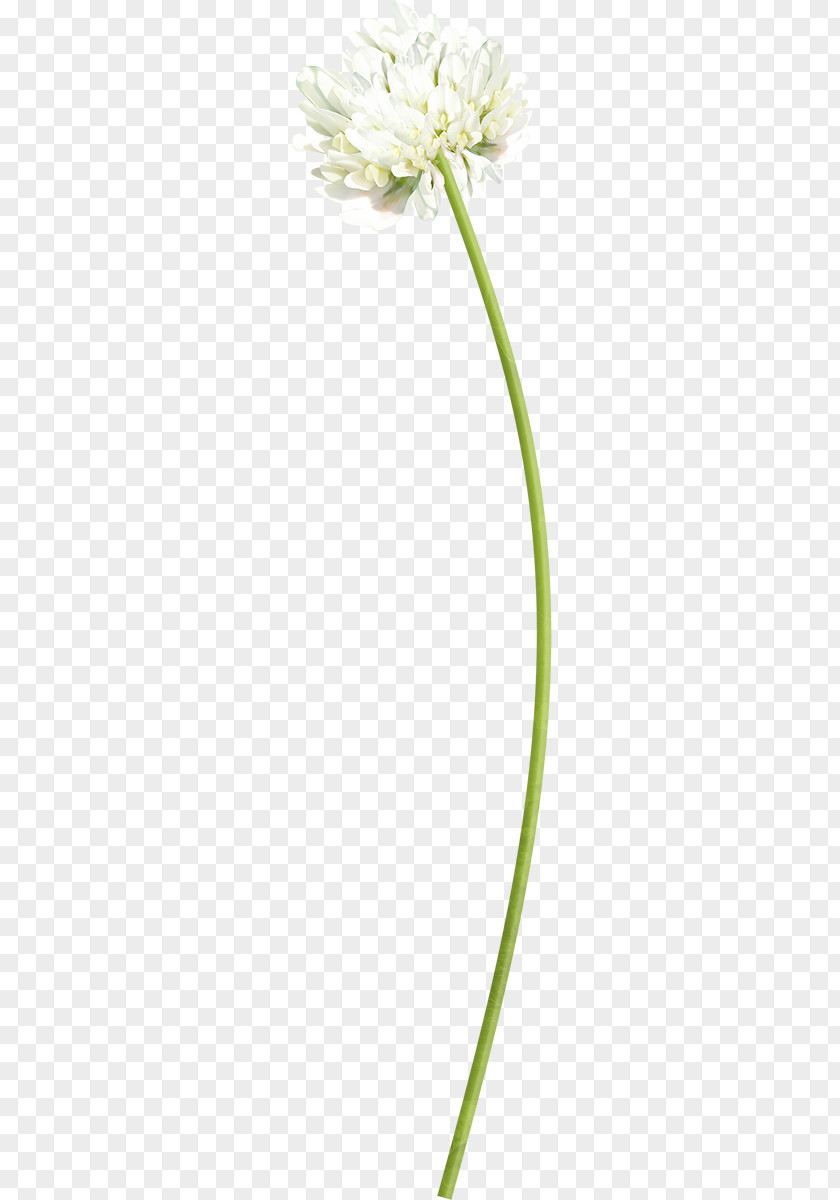 Design Cut Flowers Floral Plant Stem PNG