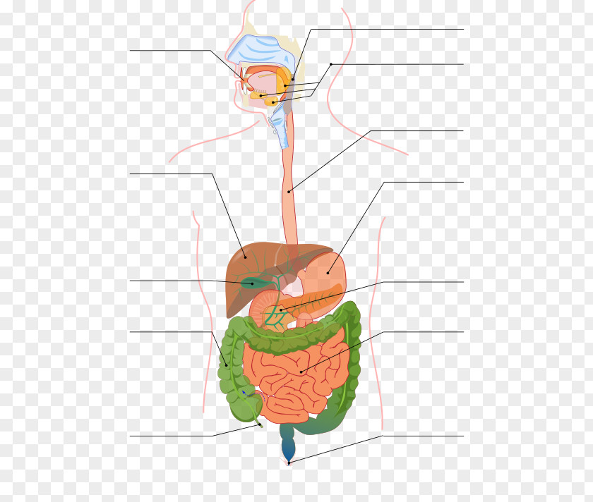 Digestive System Gastrointestinal Tract Digestion Small Intestine Human Large PNG