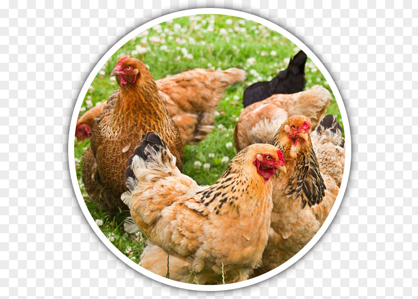 Poultry Eggs Brahma Chicken Silkie Farming Breed PNG