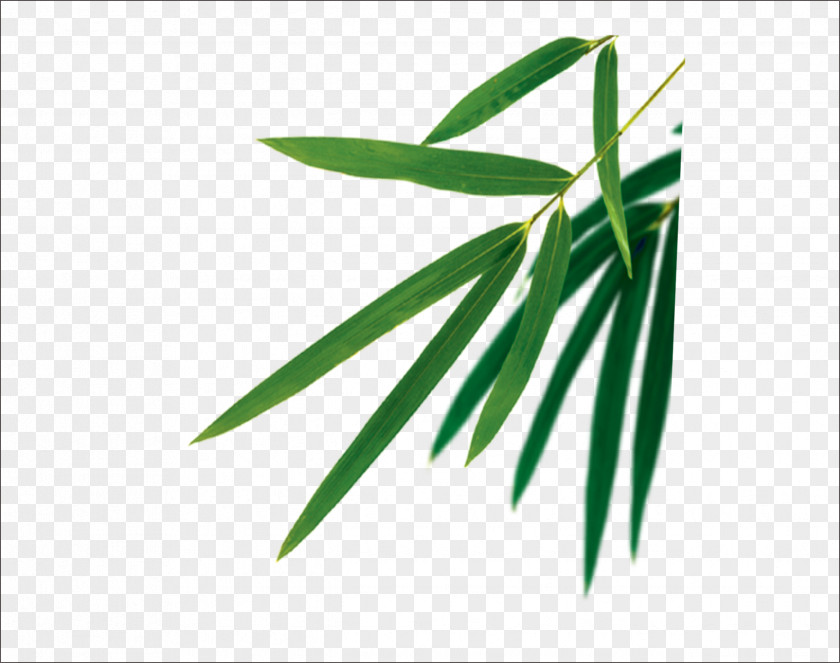 Bamboo Leaves Leaf Euclidean Vector PNG