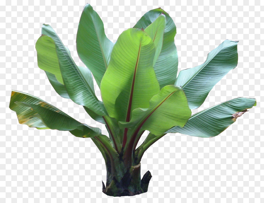 Banana Leaves Barringtonia Asiatica Plant Tropics PNG