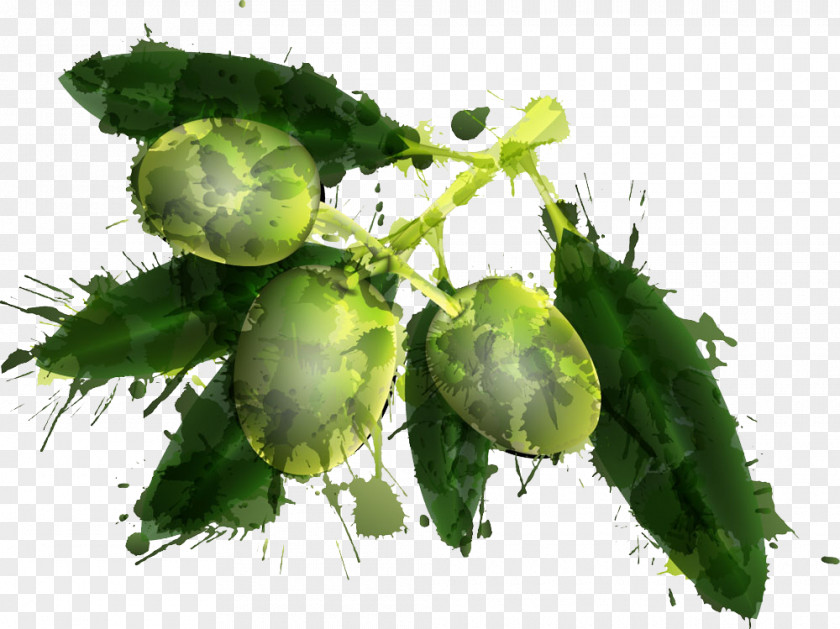 Green Olives And Leaves Illustration Wine Olive Oil Clip Art PNG